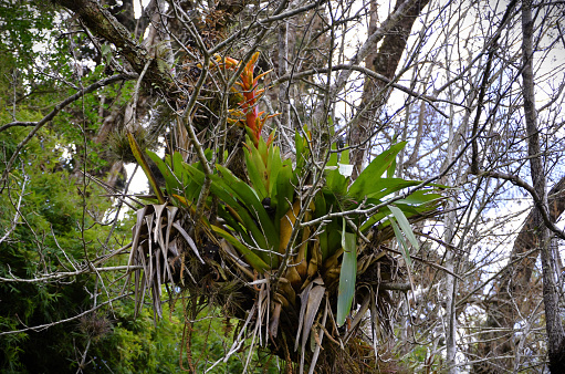 Bromeliad on tree branch with big flower in park