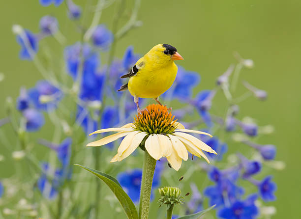 amarillo pinzón dorado, ubicada en un echinacea purpurea - finch fotografías e imágenes de stock