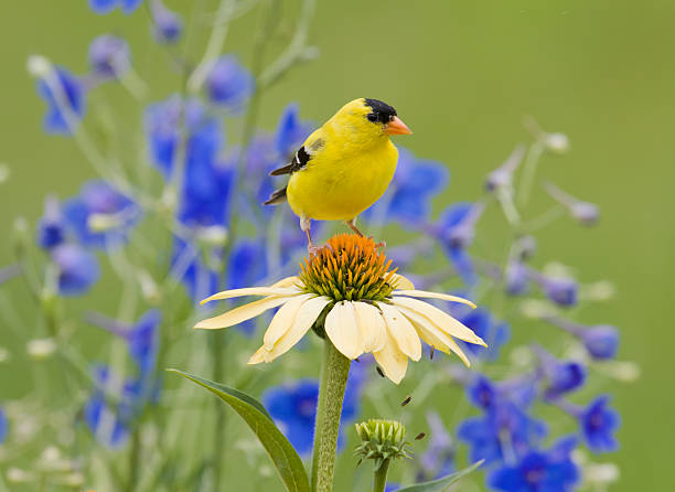 jaune goldfinch, perché sur une marguerite rose - chardonneret élégant photos et images de collection