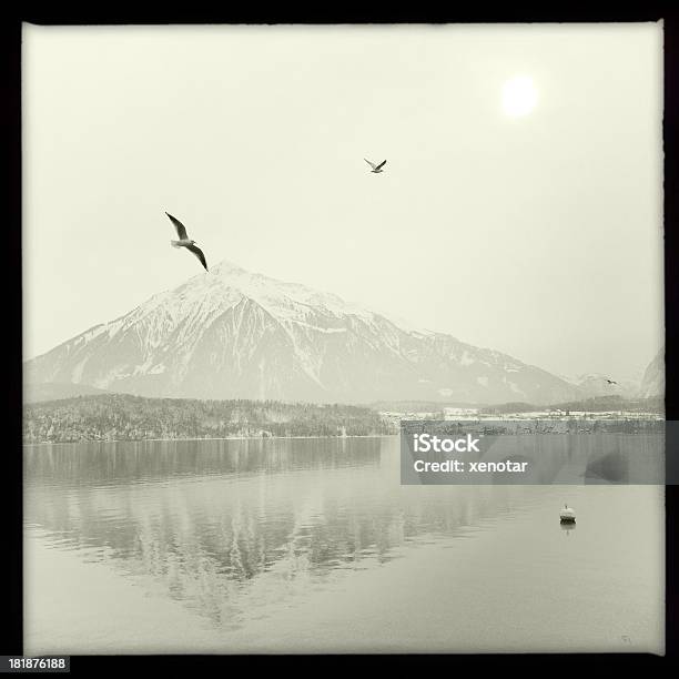 Birds In Thun Lake Switzerland Stock Photo - Download Image Now - Bridge - Built Structure, Cliff, Danger