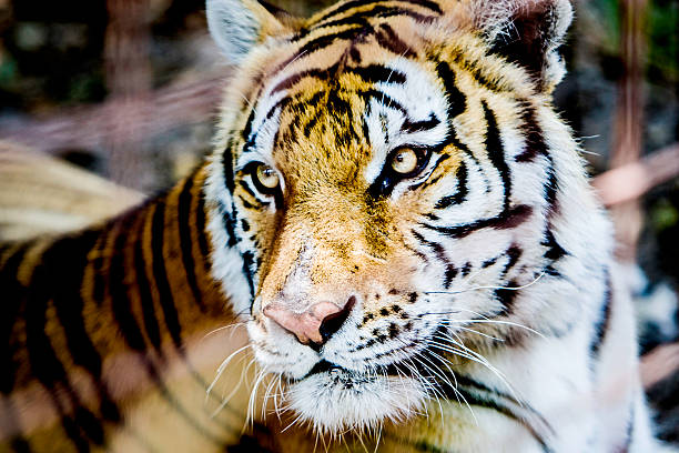 portrait de tigre - seated tiger photos et images de collection