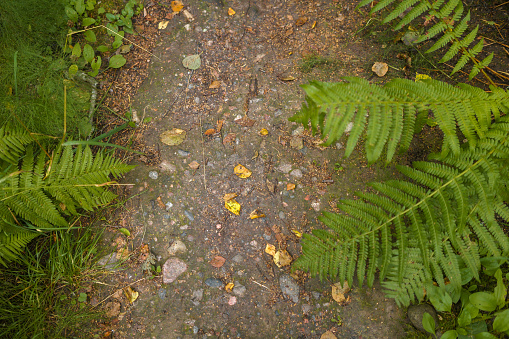 Top view of a gravel path in a forest with fallen leaves