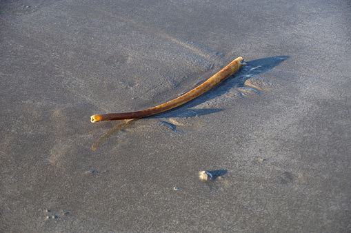 Bull whip kelp stem in sand. Seaweed remnant washed up on shoreline. Wild Atlantic Way