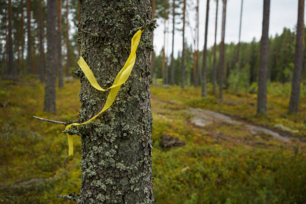 istock Yellow ribbon hanging on a pine tree 1818763282