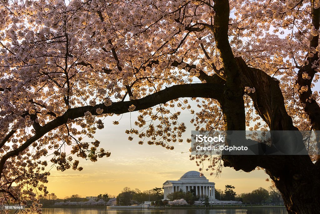 Kirschblüten frame o em Washington DC Memorial de Jefferson - Royalty-free América do Norte Foto de stock
