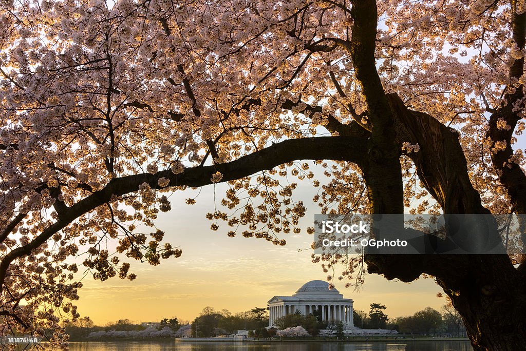 Cherry blossoms обрамляют Мемориал Джефферсона в Вашингтоне, округ Колумбия - Стоковые фото Американская культура роялти-фри