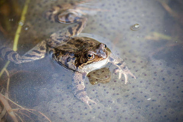 frogspawn spawning - vignette frogspawn horizontal frog netherlands stock pictures, royalty-free photos & images