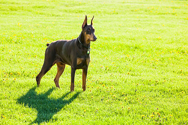 doberman cane da guardia in piedi di attenzione - remote dog control animal foto e immagini stock