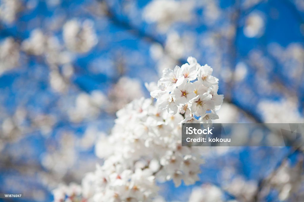 Primavera fiori di ciliegio - Foto stock royalty-free di Albero
