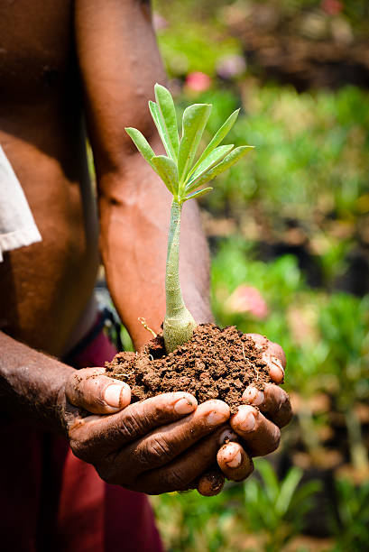 istock Tree in palm of hand 181876574