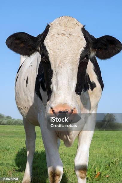 好奇心の強い牛澄んだ空 - 家畜牛のストックフォトや画像を多数ご用意 - 家畜牛, 牝牛, アウトフォーカス