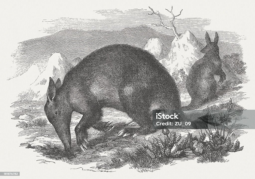 Aardvark (Orycteropus afe), wood engraving, published in 1875 Aardvark (Orycteropus afe). Woodcut engraving after a drawing by J.F. Zimmermann (German painter, 19th century), published in 1875. Aardvark stock illustration