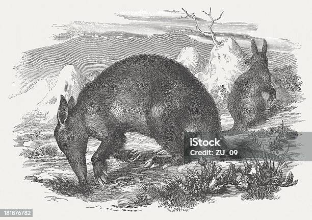 Aardvark Wood Engraving Published In 1875 Stock Illustration - Download Image Now