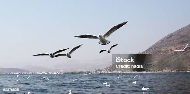 Foto de Gaivota e mais fotos de stock de Azul - Azul, Céu - Fenômeno natural, Pássaros voando em formação V