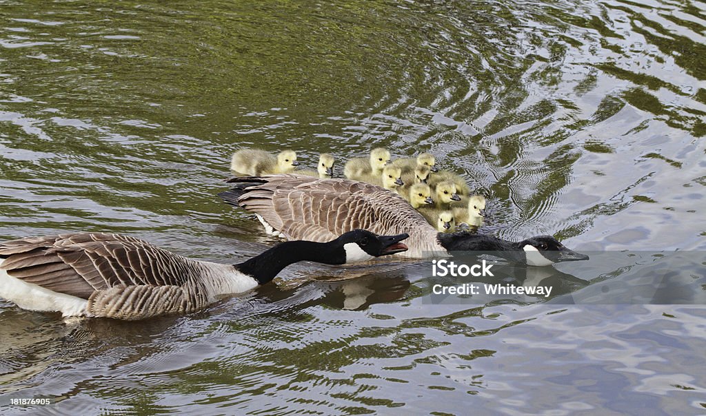 Ten Canada goose goslings swim for land with parents These ten goslings in a Canada goose (Branta canadensis) gaggle are probably the progeny of two sets of parents. Females often lead, while males guard the side or rear. In this scene, the parents are signalling that it is safe to return to shore, where the family will continue grazing. This is Seven Island Pond on Mitcham Common, Surrey, England. Animal Stock Photo