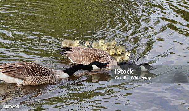 Ten Canada Goose Goslings Swim For Land With Parents Stock Photo - Download Image Now