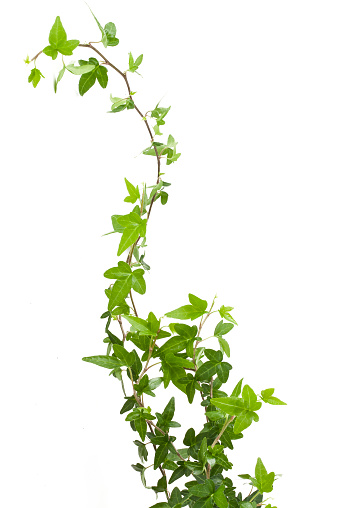 Digital illustration of green ivy plant isolated against a white background.  The ivy leaves are highly concentrated at the bottom of the image, then become more sparse as the stem climbs upward to the top of the frame.  The ivy curls vertically through the image.