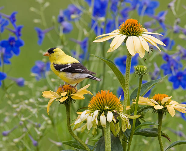 istock Yellow Goldfinch, perched on a Coneflower 181876961