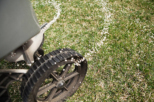 Broadcast Spreader Applying Fertilizer to Grass A walk-behind broadcast spreader is applying fertilizer to grass. Focus is on the grass in the lower right. The fertilizer pellets and spreader are slightly soft. apply fertilizer stock pictures, royalty-free photos & images