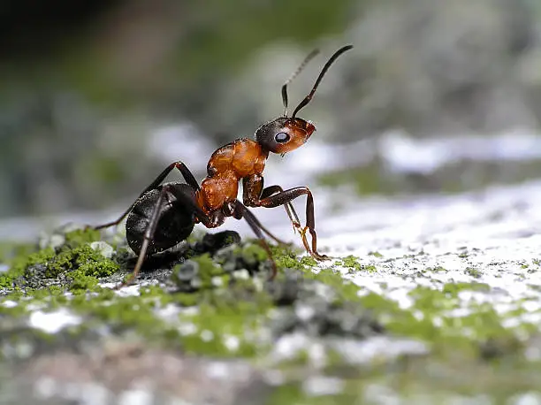 Photo of Ant-Close up