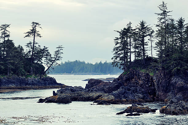 istock Seascape with trees on rocks at Vancouver Island 181877393