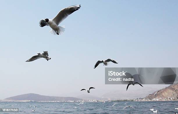 Gaivota - Fotografias de stock e mais imagens de Acima - Acima, Animal, Animal selvagem