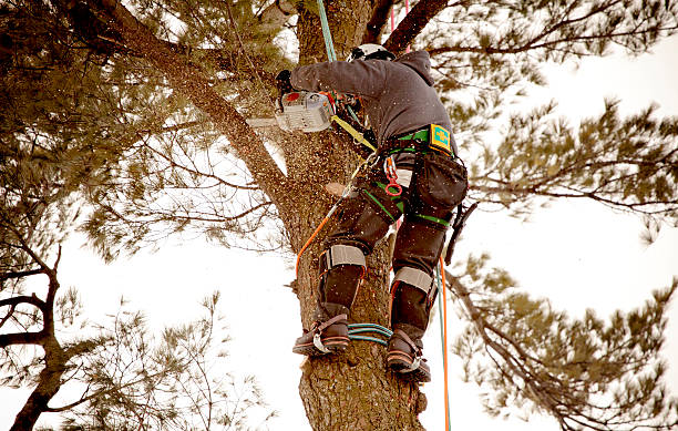 Arborist cutting branch Hanging arborist cutting branch with small saw. pruning stock pictures, royalty-free photos & images