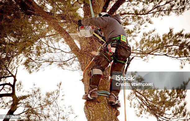 Oddział Arborist Cięcia - zdjęcia stockowe i więcej obrazów Przycinać rośliny - Przycinać rośliny, Ciąć, Chirurg drzew