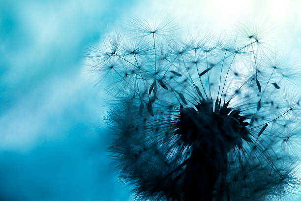 istock Macro Shot Of Dandelion Seed 181877493