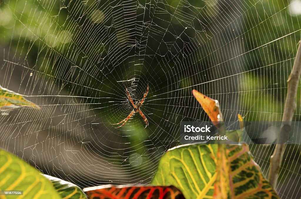 Hawaiian Spinne in der Nachmittagssonne - Lizenzfrei Abwarten Stock-Foto