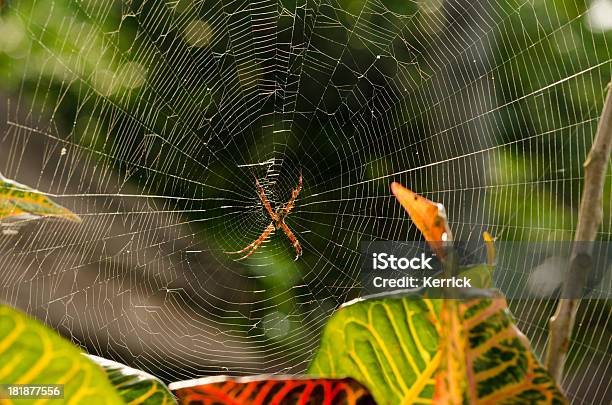 Hawaiian Spinne In Der Nachmittagssonne Stockfoto und mehr Bilder von Abwarten - Abwarten, Asien, Bali