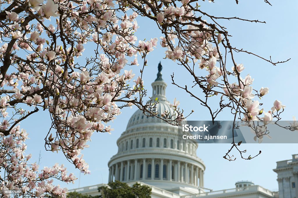 Kirschblüten in Capitol hill - Lizenzfrei Amerikanische Flagge Stock-Foto