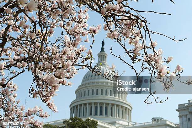 Cerezos En Flor En Capitol Hill Foto de stock y más banco de imágenes de Aire libre - Aire libre, Arquitectura, Arquitectura exterior