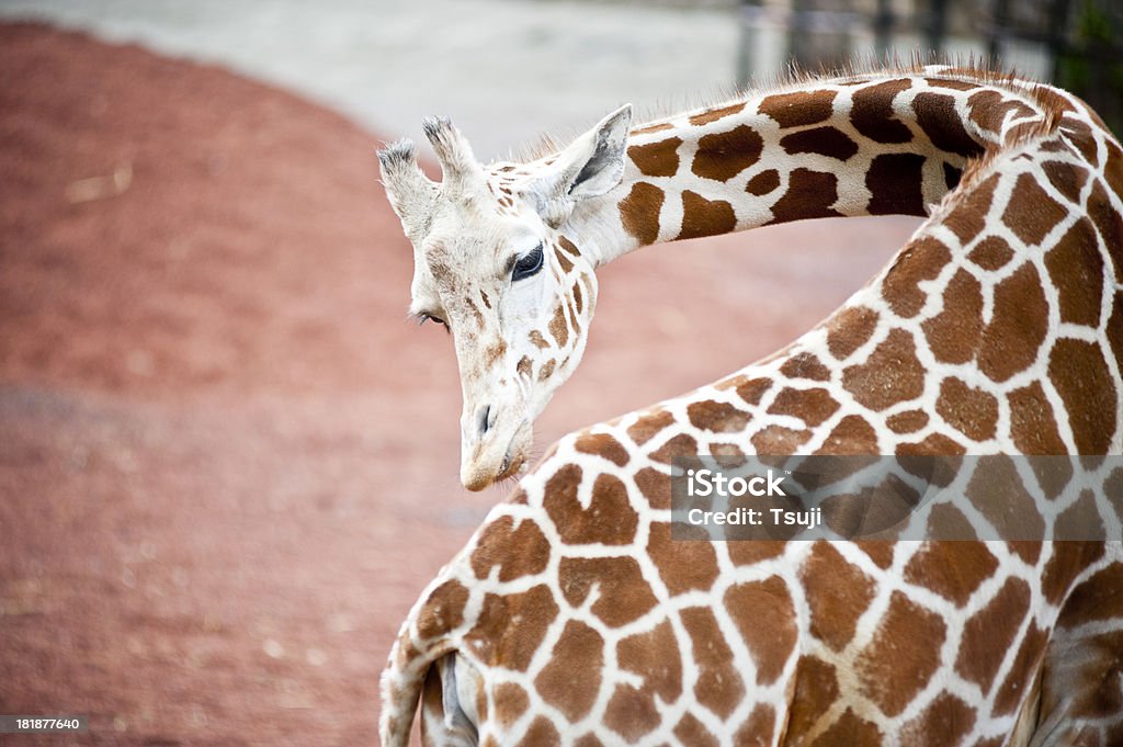 Żyrafa - Zbiór zdjęć royalty-free (Bez ludzi)