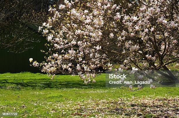 Resorte Magnolias Nueva Jersey Foto de stock y más banco de imágenes de Aire libre - Aire libre, Ajardinado, Cobertizo