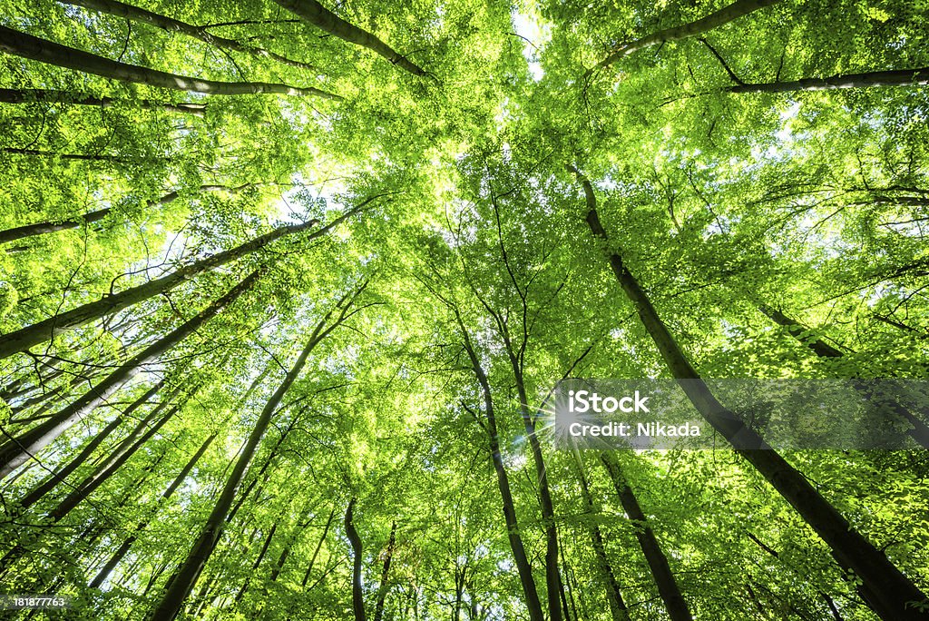 Niedrigen Winkel Aufnahme von Buche forest - Lizenzfrei Baum Stock-Foto