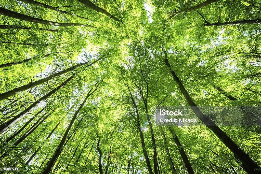 Vue de bas-angle de la forêt de hêtre - Photo de Canopée libre de droits