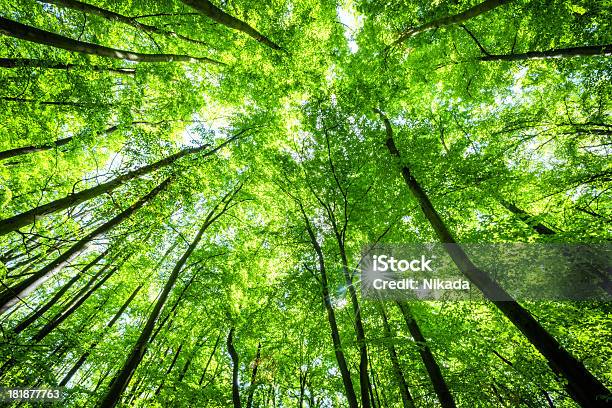 Lowangle Shot Of Beech Tree Forest Stock Photo - Download Image Now - Tree, Tree Canopy, Directly Below