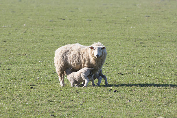 istock Sheep in Kent, England 181878007