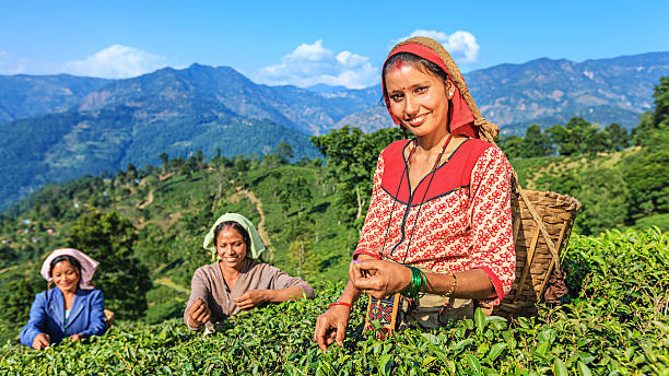 indian tous les gens plucking feuilles de thé darjeeling, inde - tea crop plantation tea leaves farmer photos et images de collection