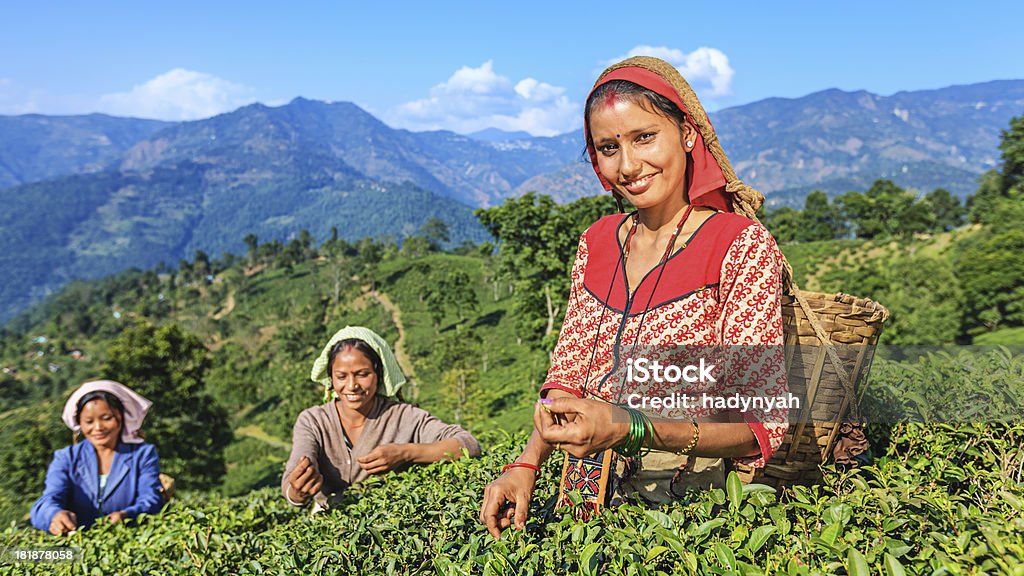 Indian separadores plucking folhas de chá em Darjeeling, Índia - Foto de stock de Folhas de Chá royalty-free