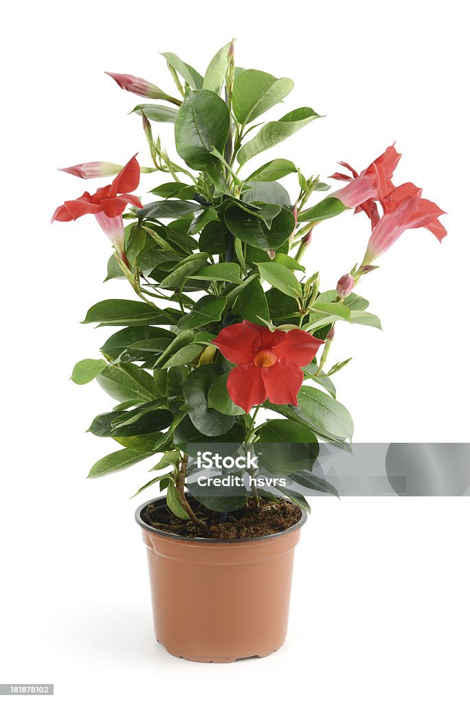 Dipladenia Sundaville dans flowerpot - Photo de Dipladenia libre de droits