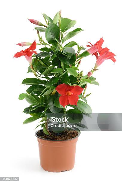 Dipladenia Sundaville In Flowerpot Stock Photo - Download Image Now - Mandevilla, White Background, Indoors