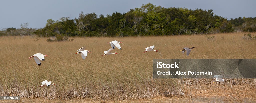 Pássaros voando em Everglades - Foto de stock de Ambientalista royalty-free