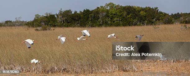 Foto de Pássaros Voando Em Everglades e mais fotos de stock de Ambientalista - Ambientalista, Animal, Animal selvagem