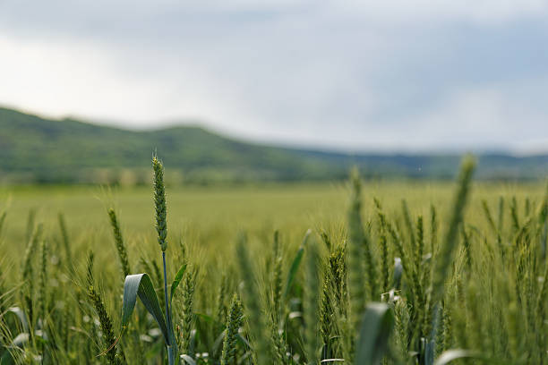 istock Wheat field XXXL 181878343