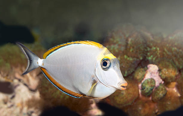 istock naso eleganse,Unicorn Fish 181878457