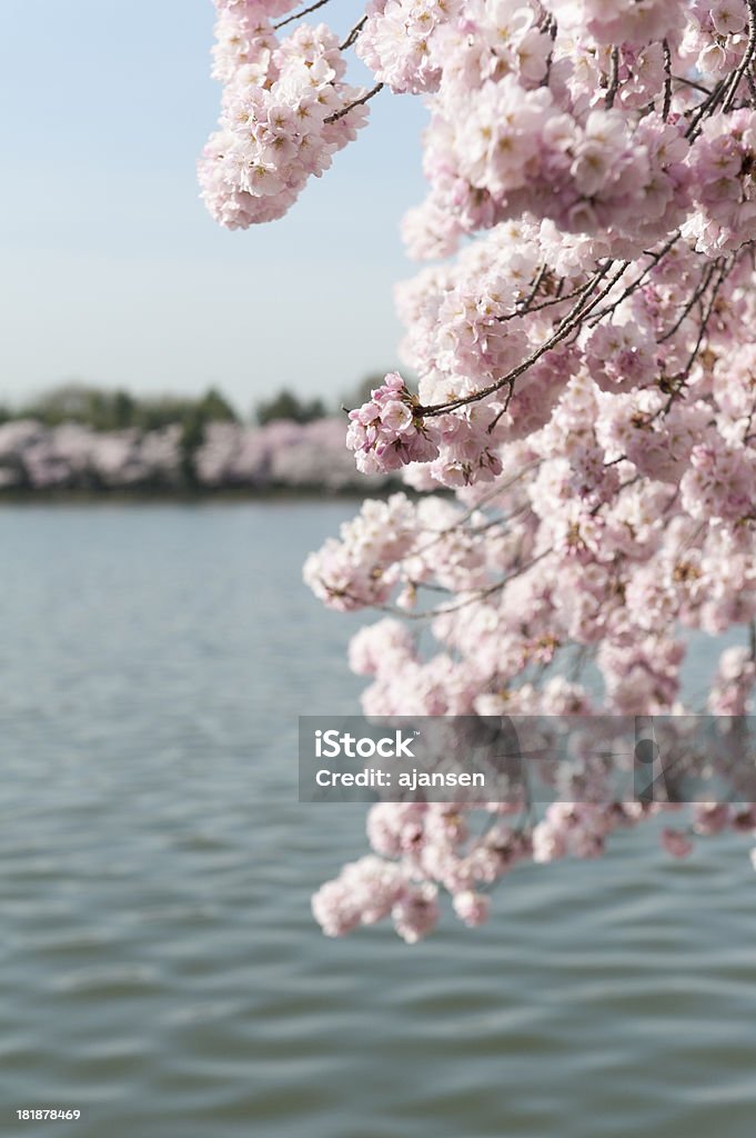 春には桜の「タイダルベイスン、ワシントン D .C . - サクラの木のロイヤリティフリーストックフォト