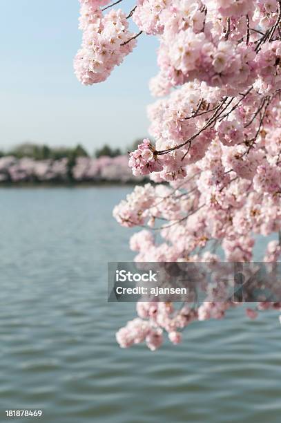 春には桜のタイダルベイスンワシントン D C - サクラの木のストックフォトや画像を多数ご用意 - サクラの木, ピンク色, マクロ撮影