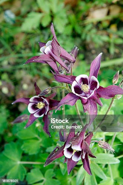 Columbine Stockfoto und mehr Bilder von Akelei - Akelei, Blatt - Pflanzenbestandteile, Blume